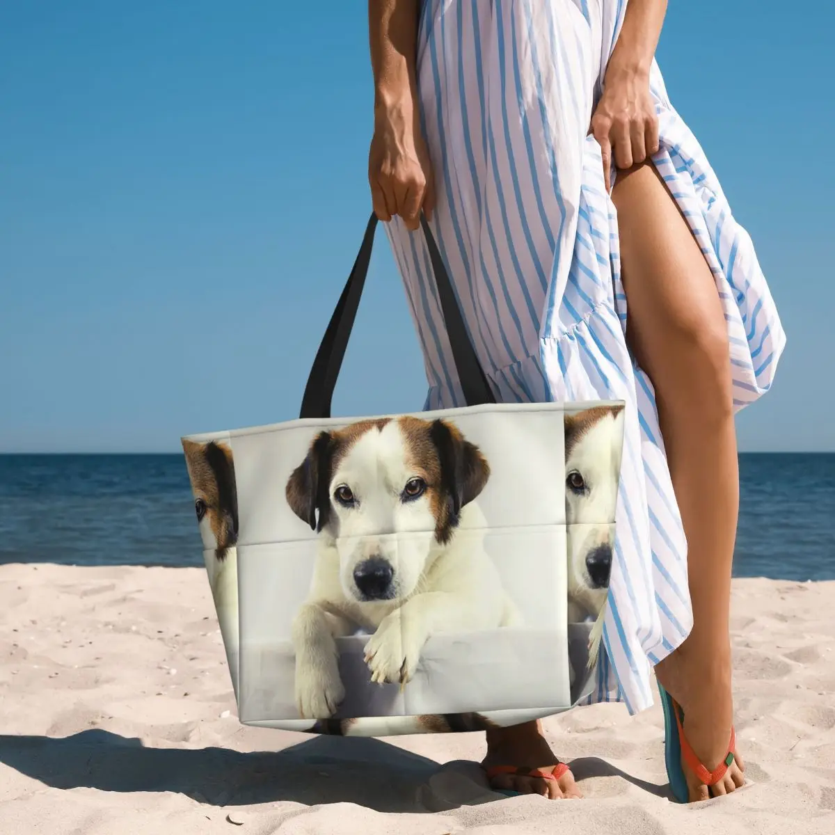 Dog Jack Russell Terrier Photo - Yoga Fitness Photos 评论和价格